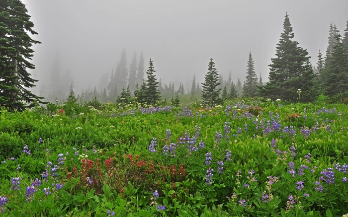 Misty mountain meadow with wildflowers and evergreen trees