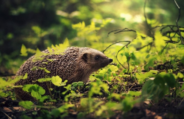 Hedgehog in a green forest with sunlight
