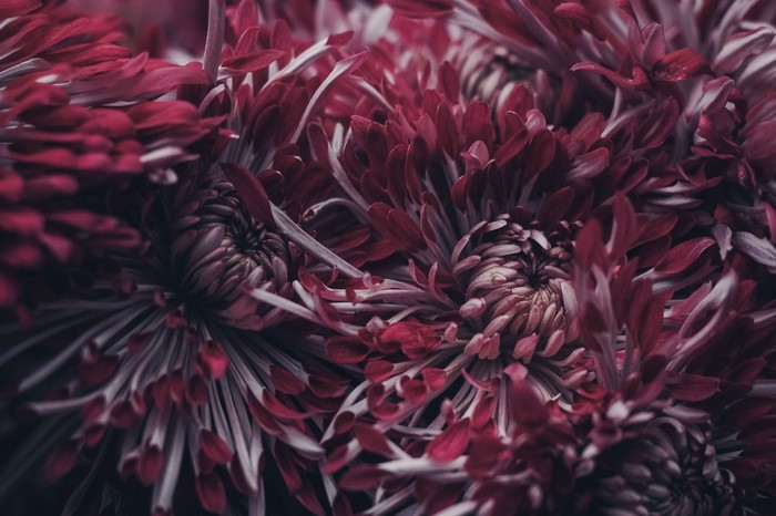 Close-up of deep red spider chrysanthemums