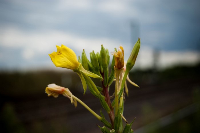 Yellow flower and buds on a plant stem