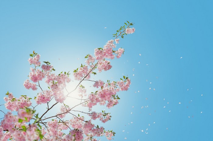 Cherry blossoms falling against a bright blue sky