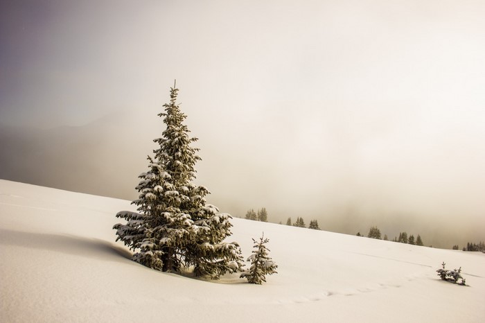 Snowy fir trees on a winter morning
