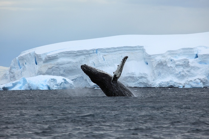 Whale breaching in front of Antarctic icebergs 4K