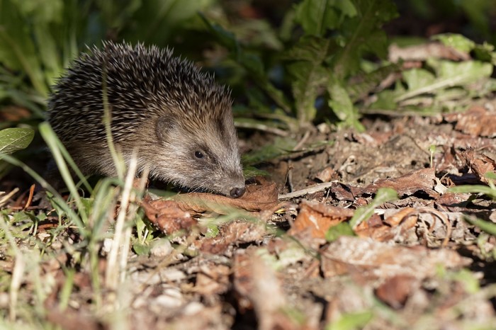 Hedgehog in dry leaves and grass