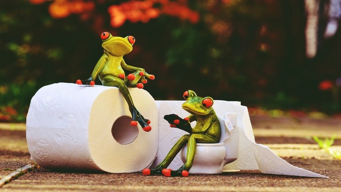 Two frogs on toilet paper and a toilet