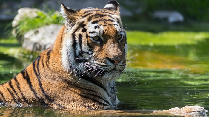 Tiger in water