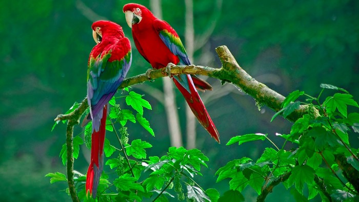 Vibrant Macaw Parrots Perching on Branch in Jungle