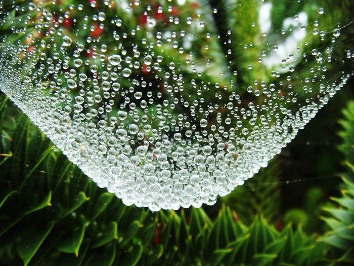 Close-up of a spider web covered in water droplets