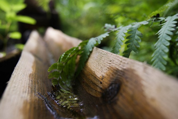Close up of a fern leaf on wet wood