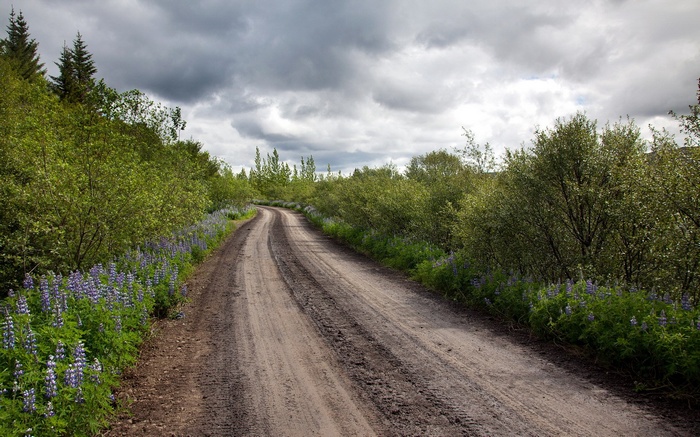 Dirt road through green landscape with lupine flowers