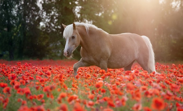A horse walks through a field of red poppies