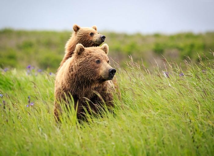 Two brown bears in tall green grass 4K