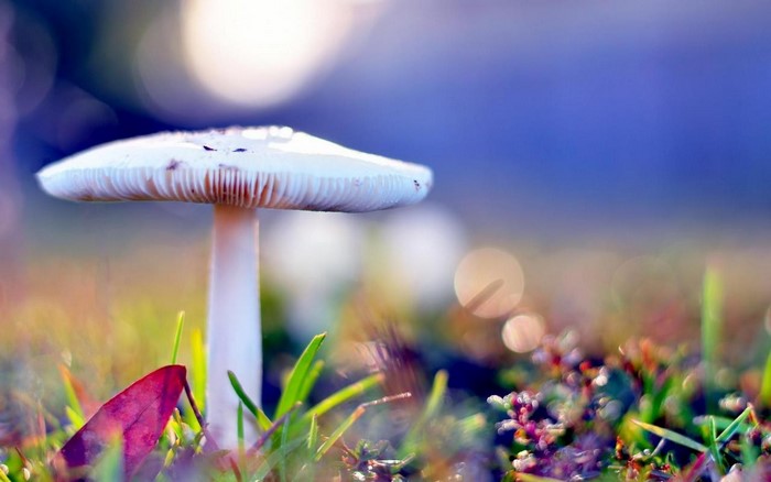 Close up of a white mushroom in grass with a red leaf