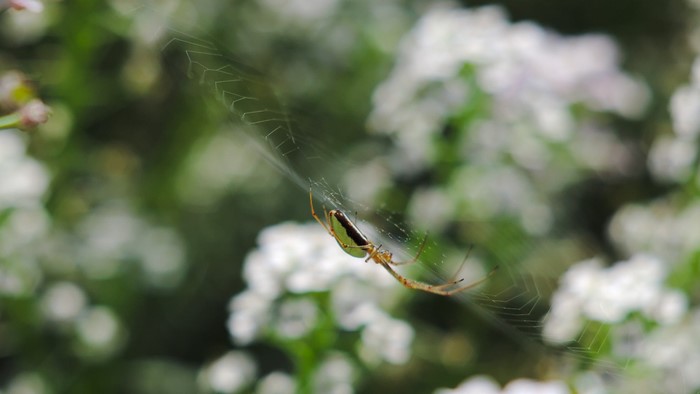 Spider on a web with white flowers