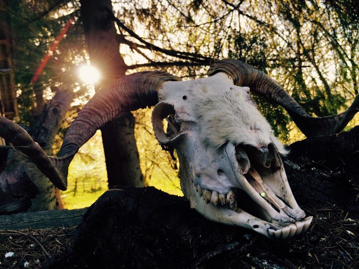 Ram skull in sunlight with trees