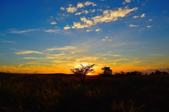 Sunset over a grassy field with a lone tree