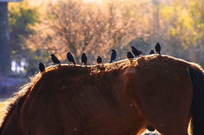 Birds perched on a horse's back in sunlight