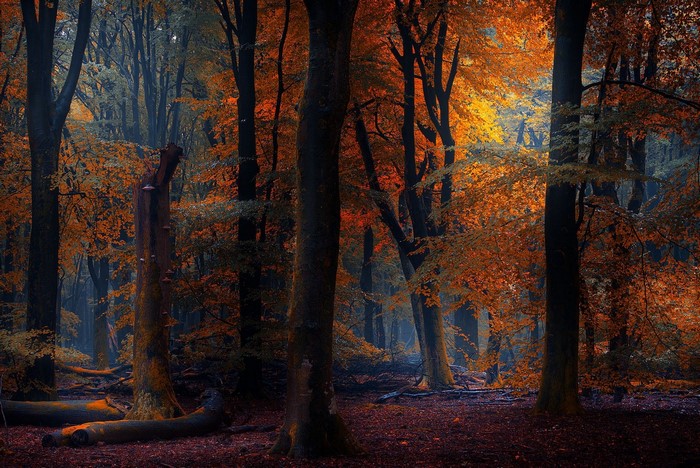 Autumn forest with sunlight filtering through trees