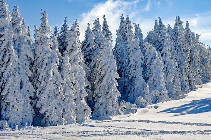 Snow covered forest in winter