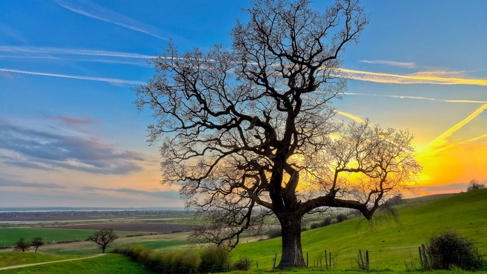 Bare tree on a grassy hill at sunset