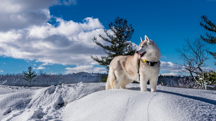 Husky dog standing in the snow