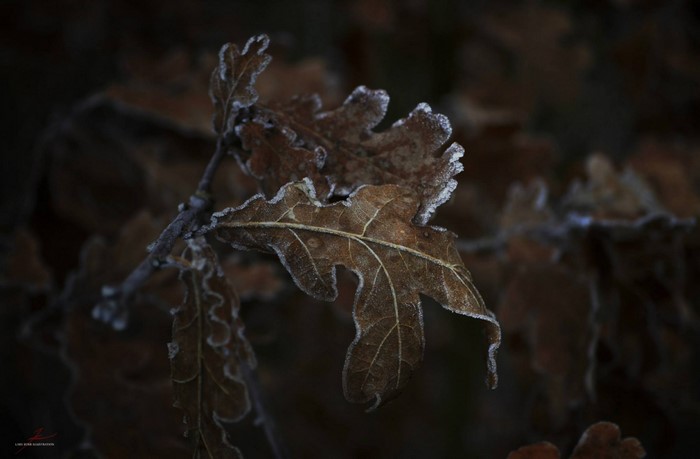 Frost covered oak leaves on a branch
