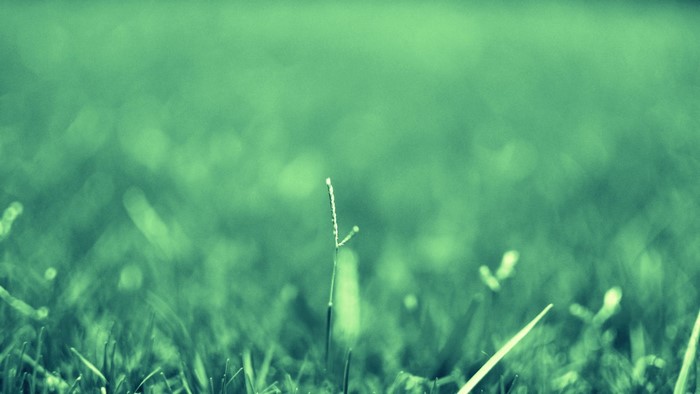 Close-up of a single blade of grass with dew drops