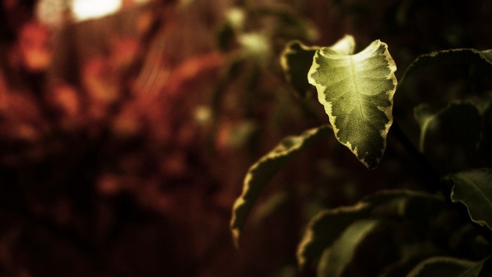 Close up of green leaves with sunlight