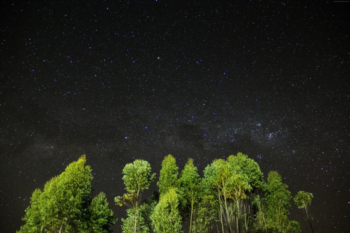 Trees silhouetted against a starry night sky