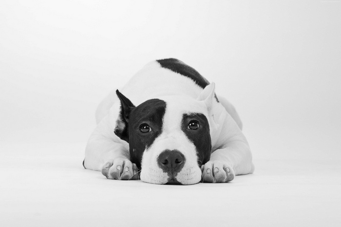 Black and white pit bull puppy lying down