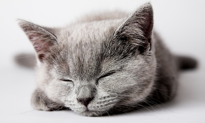 Cute gray kitten sleeping peacefully