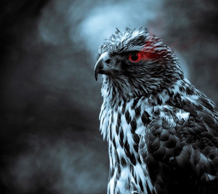 Close up of a bird of prey with red eyes