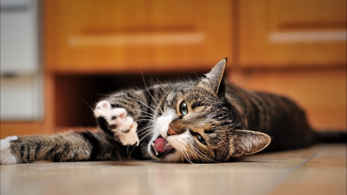 Tabby cat lying on the floor yawning