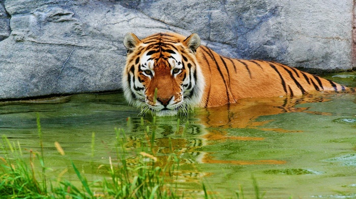 Tiger in water near rocks