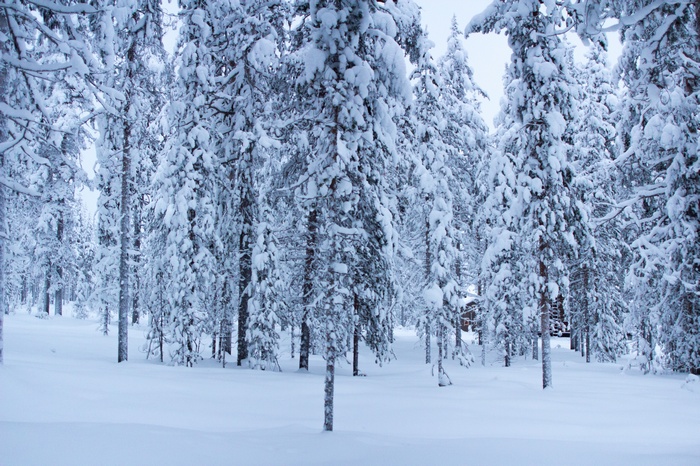 Snow covered forest in winter