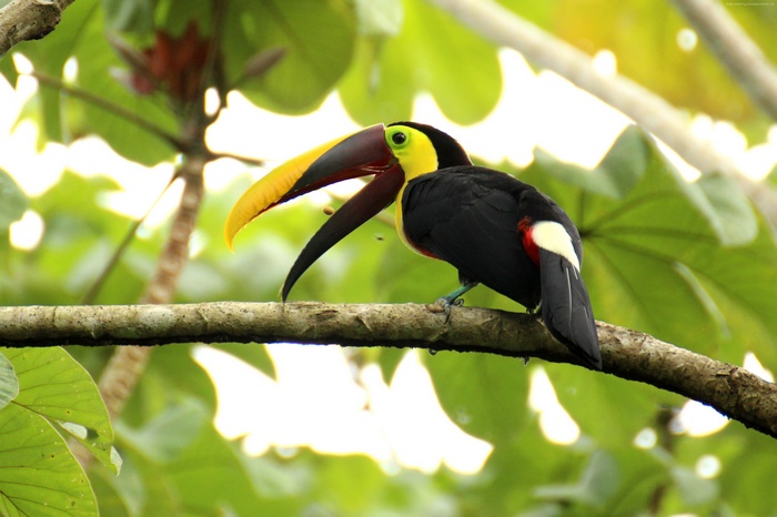 Toucan perched on a branch