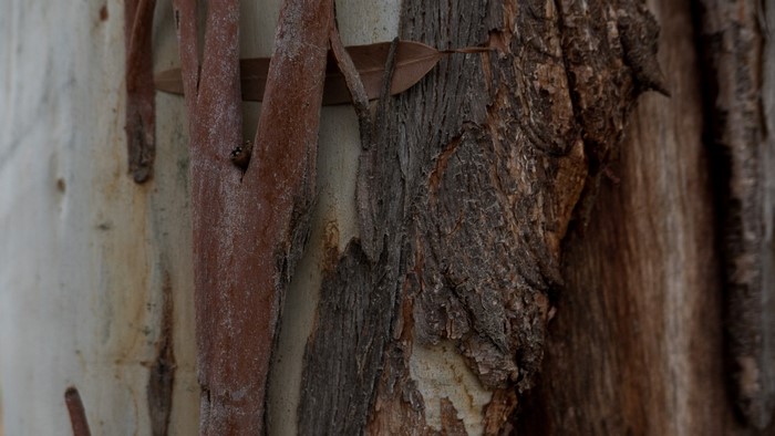 Close-up of textured tree bark and branches