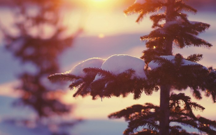 Snow-covered pine branches at sunset