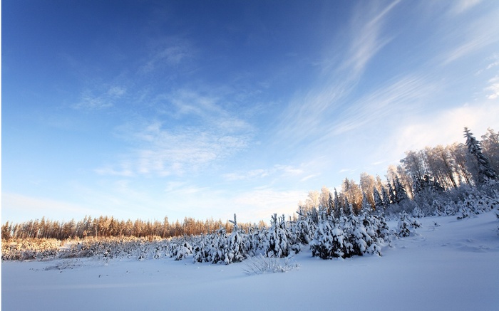 Snowy forest under a bright blue sky