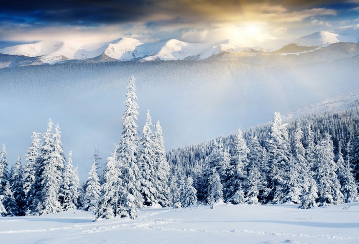 mountains, trees, forest, snow, 8k, winter