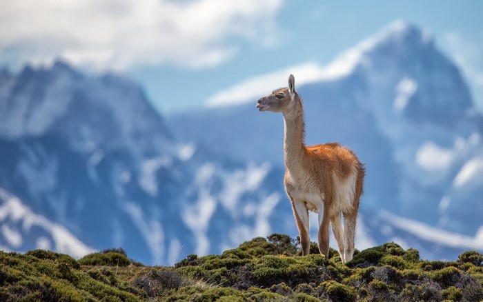 Guanaco standing on a grassy hill with mountains in the background