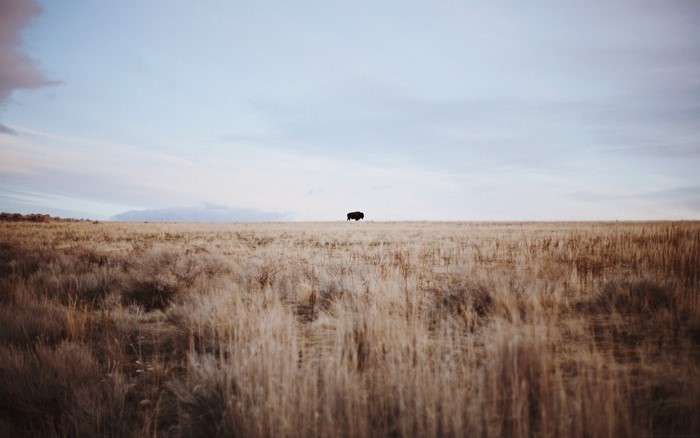 A lone bison stands in a vast, dry grassland under a pale sky.