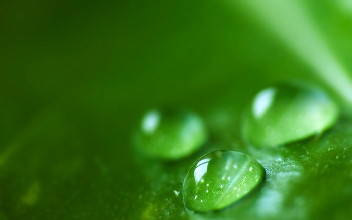 Close-up of water drops on a green leaf