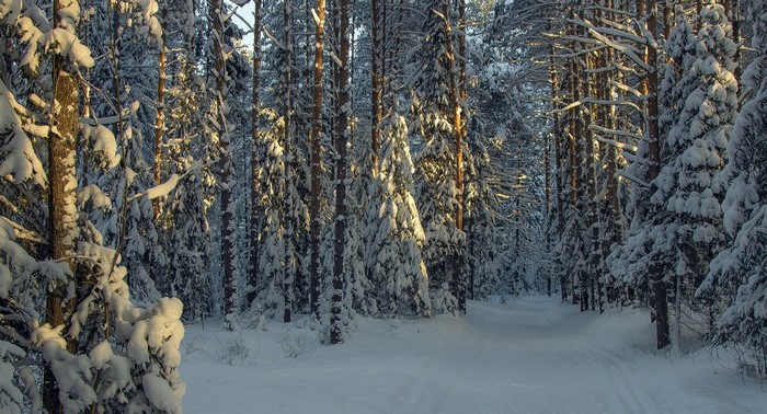 Snowy forest path with sunlight filtering through trees