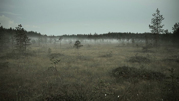 Misty swamp with pine trees and forest in the background