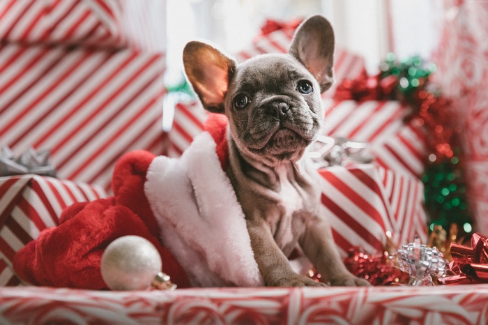 Cute French Bulldog Puppy in Santa Hat with Christmas Gifts