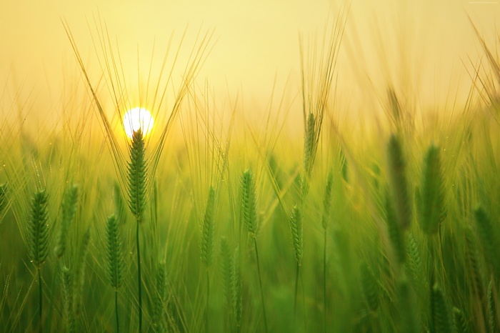 Sunrise over a green wheat field