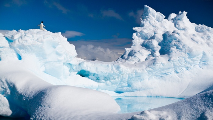 Penguin on an iceberg in Antarctica