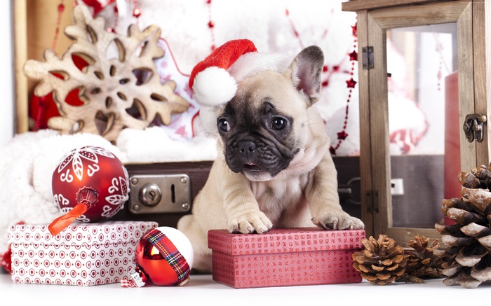 French Bulldog puppy wearing Santa hat with Christmas decorations