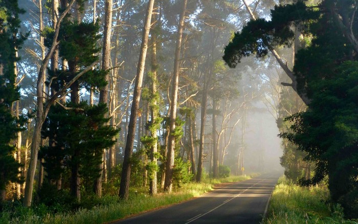 Road through a misty forest with sunlight